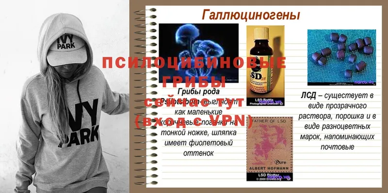 Псилоцибиновые грибы ЛСД  сайты даркнета какой сайт  Пятигорск  купить наркоту 